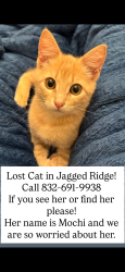 Lost Female Cat last seen Creekside Green Drive, Spring, TX 77389