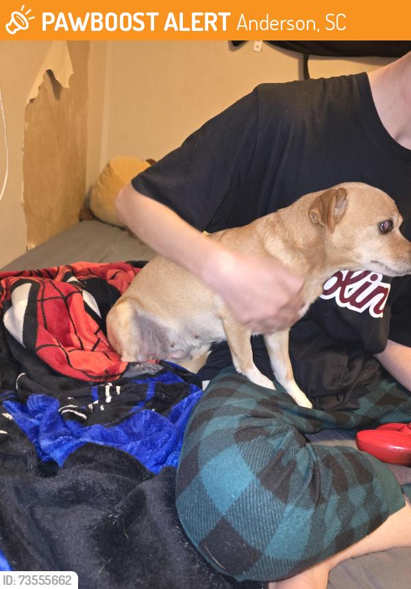 Found/Stray Female Dog last seen Mt Tabor church, Anderson, SC 29625