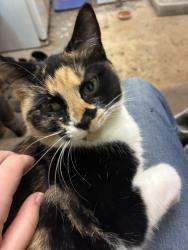 Lost Female Cat last seen North Gaston end of Cloninger Rd, Dallas, NC 28034