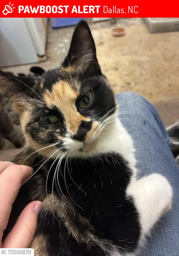 Lost Female Cat last seen North Gaston end of Cloninger Rd, Dallas, NC 28034
