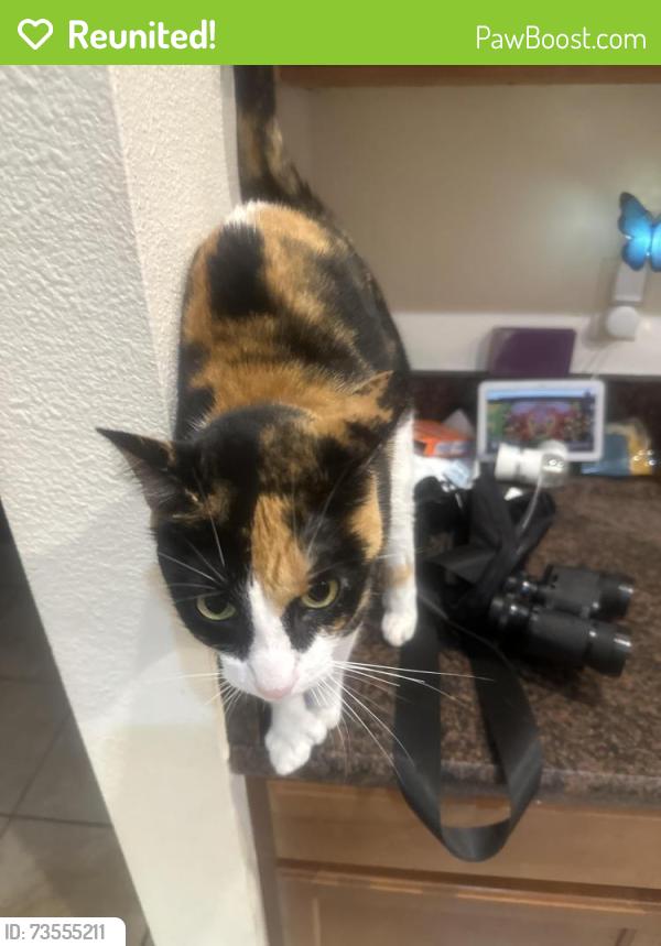 Reunited Female Cat last seen Stoneybrook Publix, Winter Garden, FL 34787