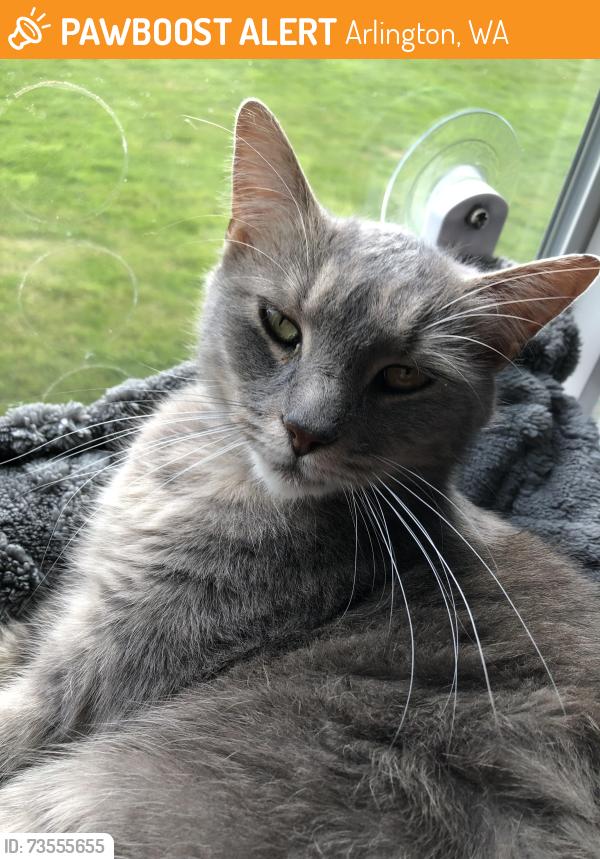 Found/Stray Female Cat last seen Near McElroy Rd and 160th, Arlington, WA 98223