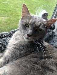 Found/Stray Female Cat last seen Near McElroy Rd and 160th, Arlington, WA 98223