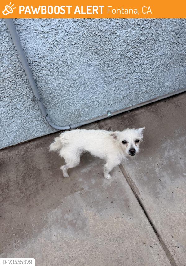 Found/Stray Female Dog last seen Beach and Chaps, Fontana CA, Fontana, CA 92337
