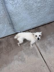Found/Stray Female Dog last seen Beach and Chaps, Fontana CA, Fontana, CA 92337