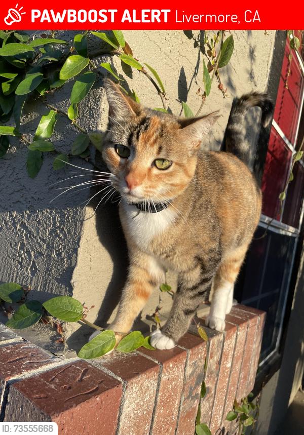 Lost Female Cat last seen Scenic avenue, Livermore, CA 94551