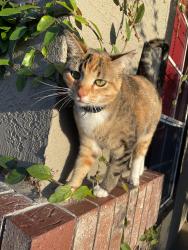 Lost Female Cat last seen Scenic avenue, Livermore, CA 94551