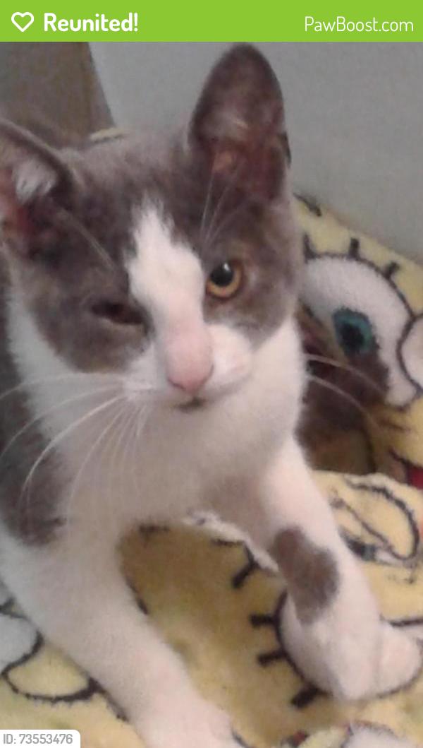 Reunited Female Cat last seen Potts Dr. and West Walnut, Pottstown, PA 19464