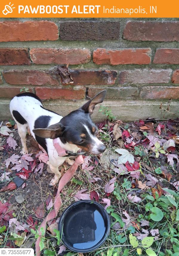 Found/Stray Female Dog last seen 72nd & Grandview Drive, Indianapolis, IN 46228