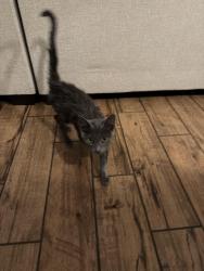 Found/Stray Unknown Cat last seen Abess park, Jacksonville, FL 32225