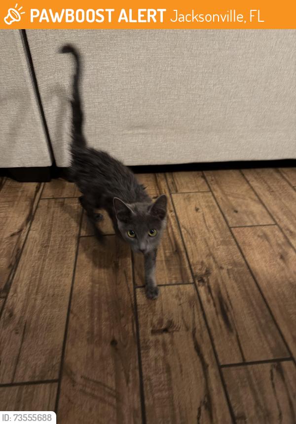 Found/Stray Unknown Cat last seen Abess park, Jacksonville, FL 32225
