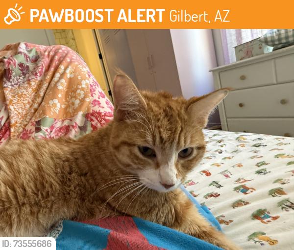Found/Stray Female Cat last seen Higley and Germann, Gilbert, AZ 85297