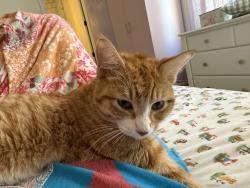 Found/Stray Female Cat last seen Higley and Germann, Gilbert, AZ 85297