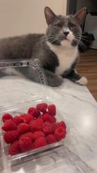 Reunited Male Cat last seen Talk Grass, Sioux Falls, SD 57108