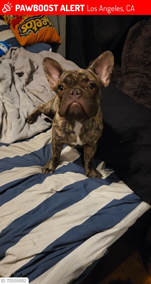 Lost Male Dog last seen W ave 30, Los Angeles, CA 90065