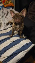 Lost Male Dog last seen W ave 30, Los Angeles, CA 90065