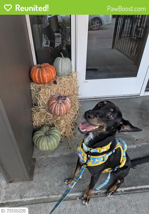 Reunited Male Dog last seen Shiloh and Campbell, Garland, TX 75044