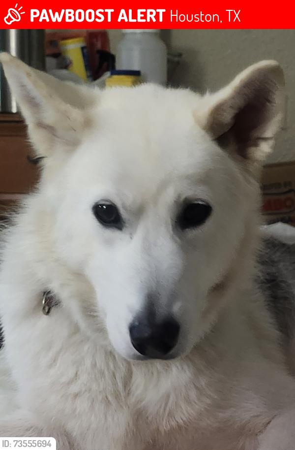 Lost Male Dog last seen Dealer Honda in Front, Houston, TX 77099