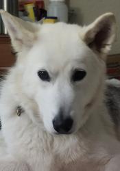 Lost Male Dog last seen Dealer Honda in Front, Houston, TX 77099