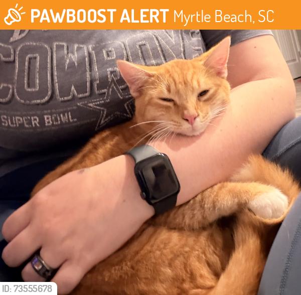 Found/Stray Male Cat last seen Briarcliffe Commons, Myrtle Beach, SC 29572