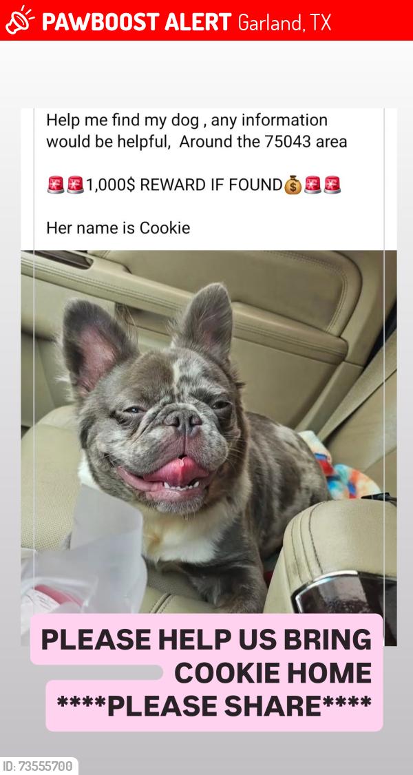 Lost Female Dog last seen Zion and 30, Garland, TX 75043