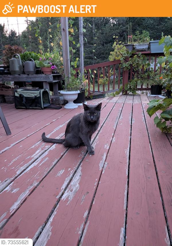 Found/Stray Unknown Cat last seen Stonebridge Trail N, Stillwater Township, MN 55082