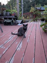 Found/Stray Unknown Cat last seen Stonebridge Trail N, Stillwater Township, MN 55082