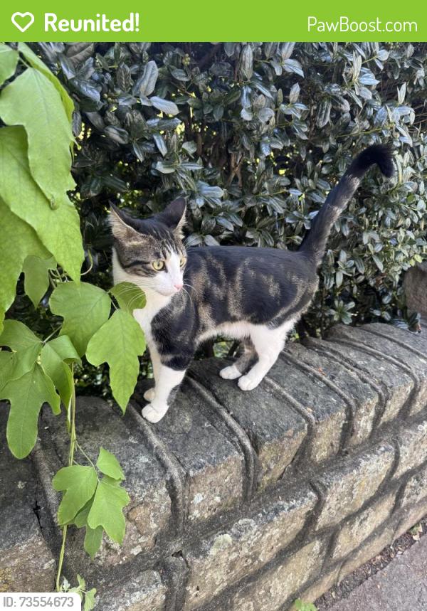 Reunited Unknown Cat last seen Park drive entrance to piedmont park (park drive & elmwood drive), Atlanta, GA 30306