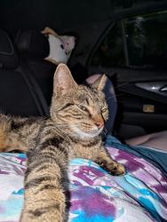 Reunited Female Cat last seen Aldi and Chuck E Cheese, Sunrise, FL 33351