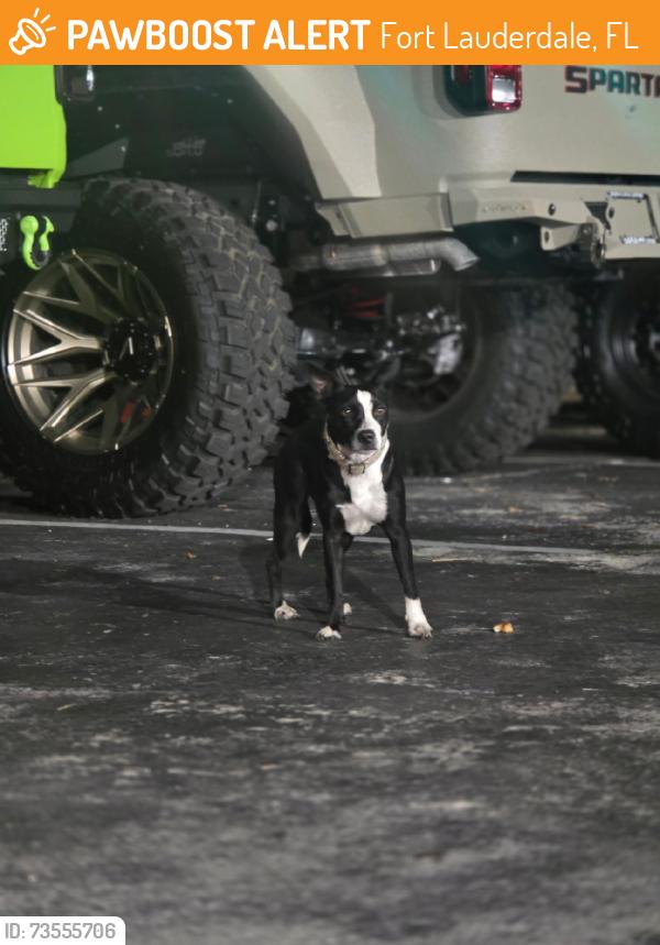 Found/Stray Female Dog last seen Broward blvd, Fort Lauderdale, FL 33311