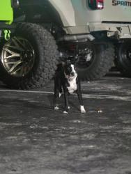 Found/Stray Female Dog last seen Broward blvd, Fort Lauderdale, FL 33311