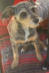 Lost Female Dog last seen Rainbow Valley Grange Pumpkin Festival, Fallbrook, CA 92028
