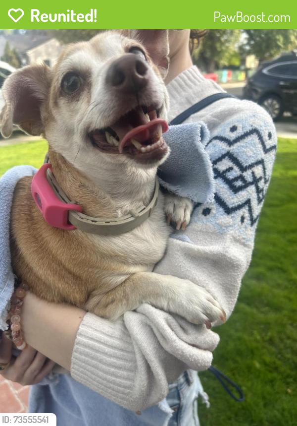 Reunited Female Dog last seen Santa Cruz Avenue Modesto, CA, Modesto, CA 95354