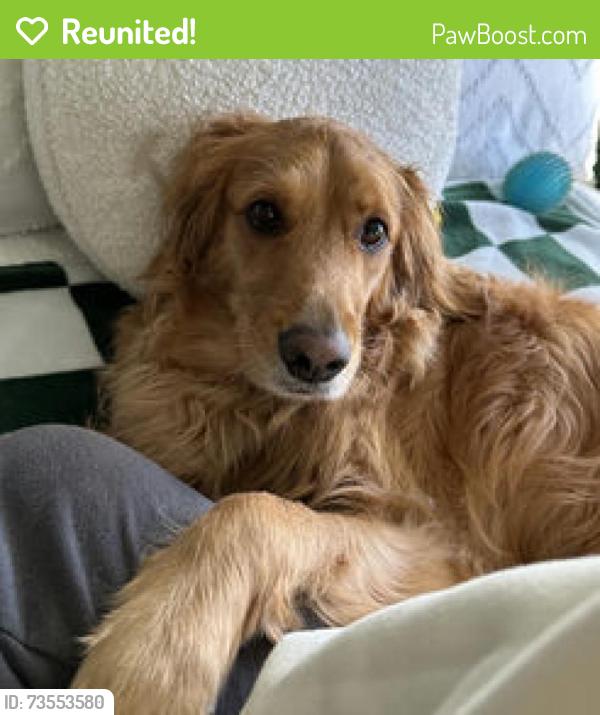 Reunited Female Dog last seen County Line Rd, Guilderland Ave, Steeple Way, Schenectady, NY 12306