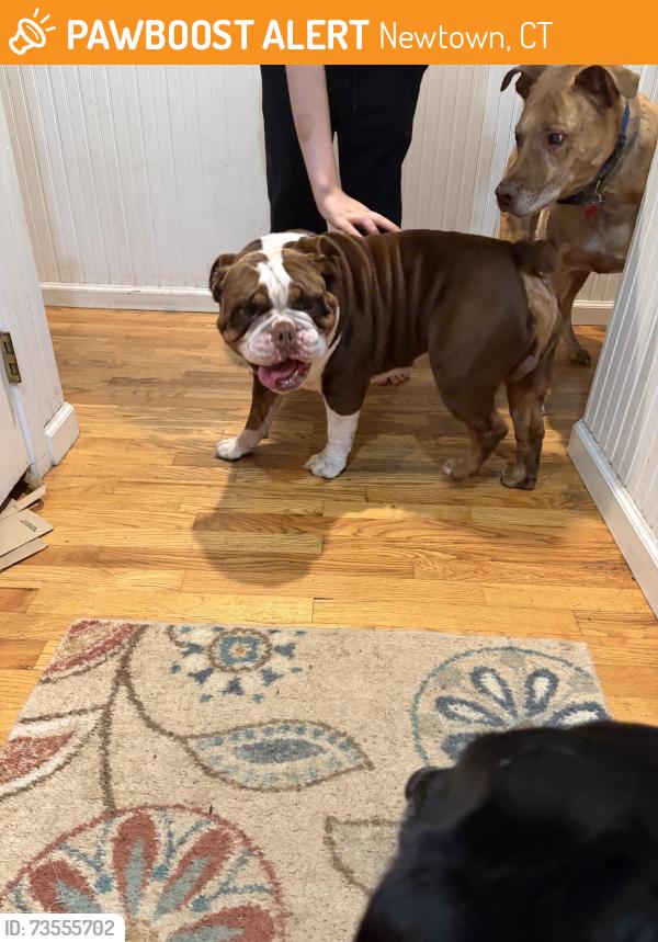 Found/Stray Male Dog last seen Main St, Newtown, CT 06470