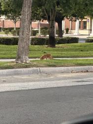 Found/Stray Unknown Dog last seen Church of Jesus Christ of Latter Day Saints, Fontana, CA 92337