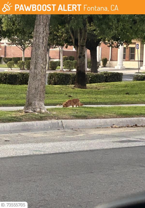 Found/Stray Unknown Dog last seen Church of Jesus Christ of Latter Day Saints, Fontana, CA 92337