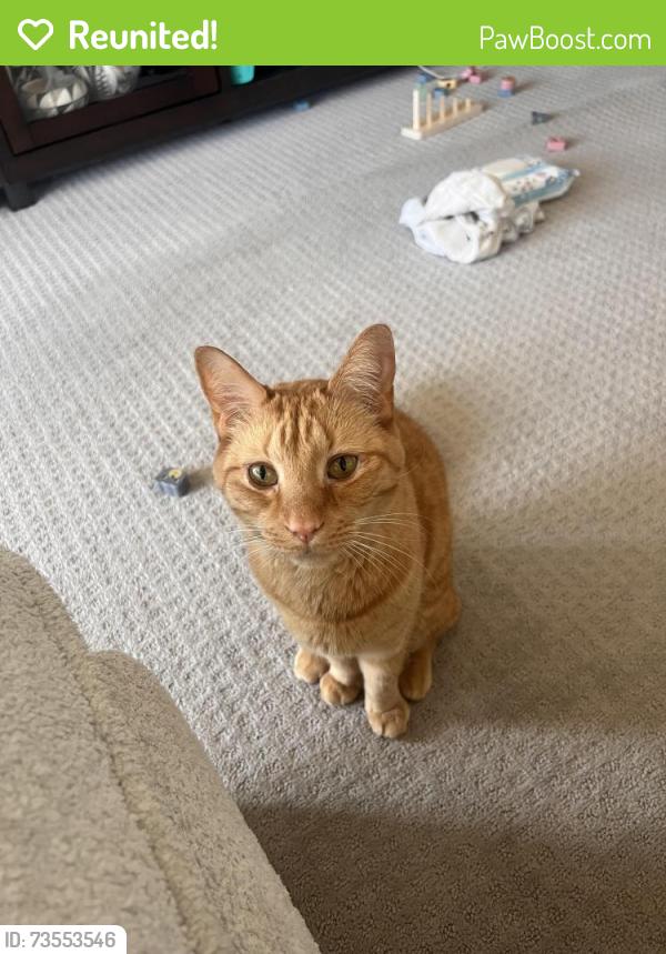 Reunited Male Cat last seen Amity Rd, Boise, ID 83716