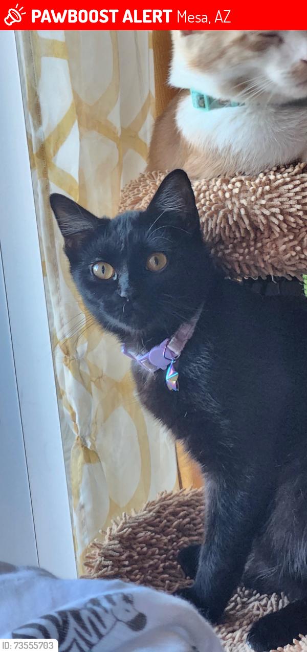 Lost Female Cat last seen East Pepper Pl and North Hobson, Mesa, AZ 85203