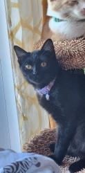 Lost Female Cat last seen East Pepper Pl and North Hobson, Mesa, AZ 85203