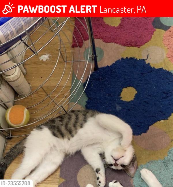 Lost Female Cat last seen s west end Avenue, Lancaster, PA 17603