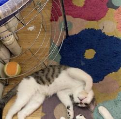 Lost Female Cat last seen s west end Avenue, Lancaster, PA 17603