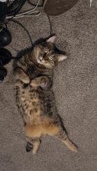 Lost Male Cat last seen Lake mead cadence area, Henderson, NV 89015