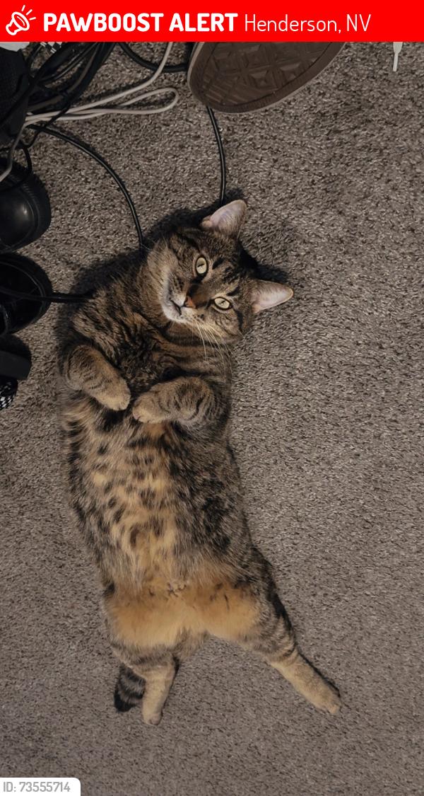 Lost Male Cat last seen Lake mead cadence area, Henderson, NV 89015