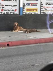 Found/Stray Unknown Dog last seen Gage & Alamo Avenue, Bell, CA 90201