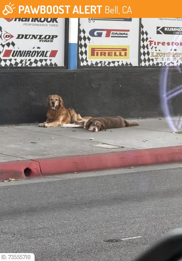 Found/Stray Unknown Dog last seen Gage & Alamo Avenue, Bell, CA 90201