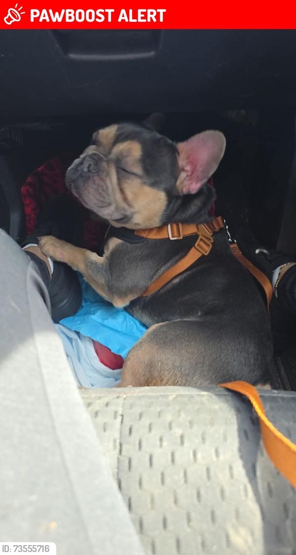 Lost Male Dog last seen Highland springs, Highland Springs, VA 23075