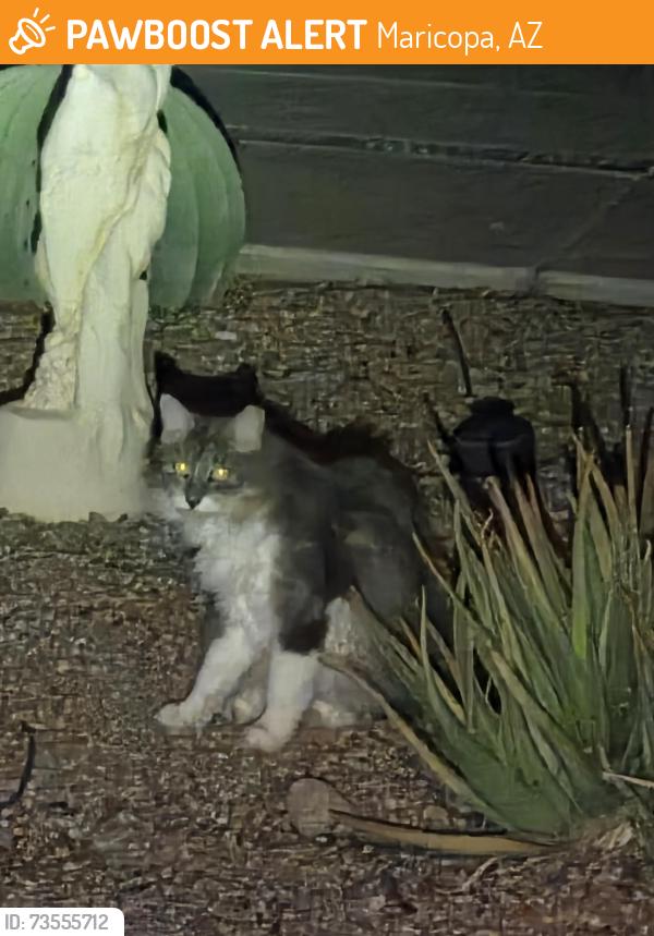 Found/Stray Male Cat last seen Alamendras St, Maricopa, AZ 85138