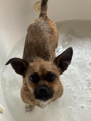 Lost Female Dog last seen M&m market and tobacco, Los Angeles, CA 90057