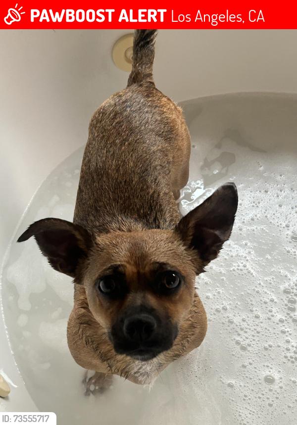 Lost Female Dog last seen M&m market and tobacco, Los Angeles, CA 90057